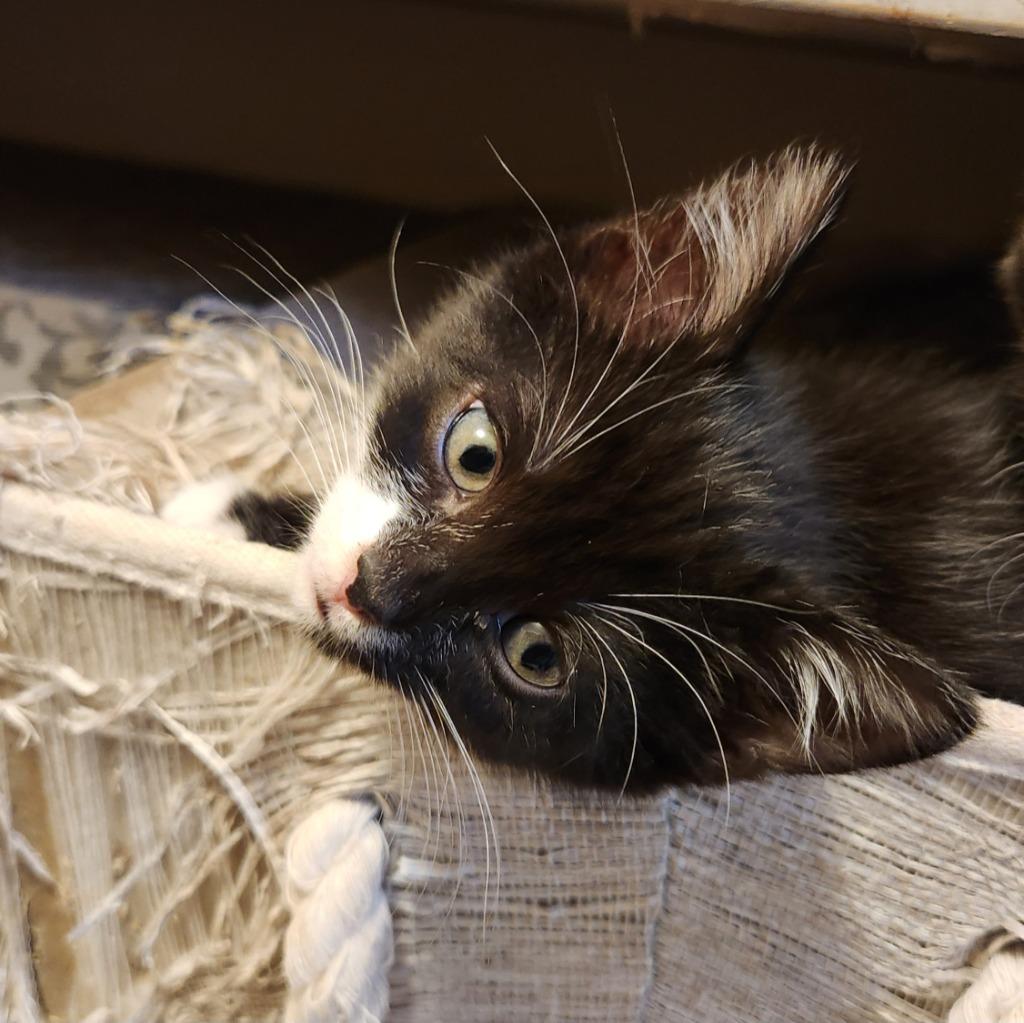 Bunny, Adoptable, Kitten Female Domestic Medium Hair.