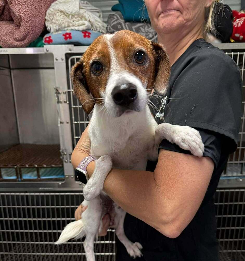 Shiloh, adopted, Adult Male Beagle & Dachshund.