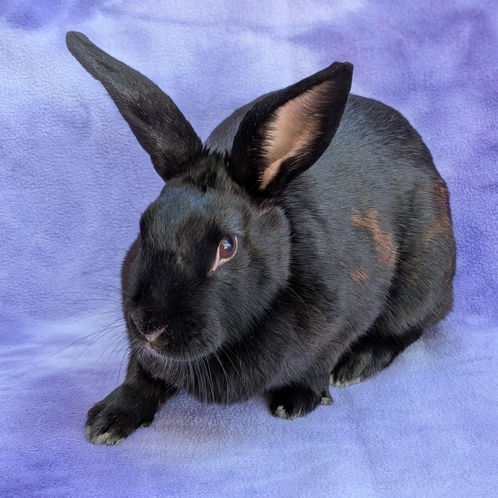 Barda, Adoptable, Adult Female American.