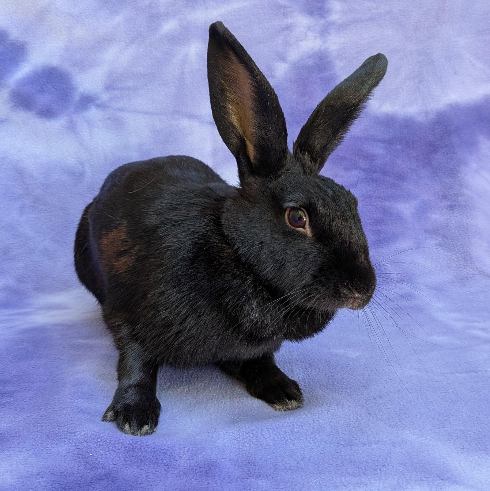 Enlarge Barda, a Adoptable American in Antioch, CA image 2/3