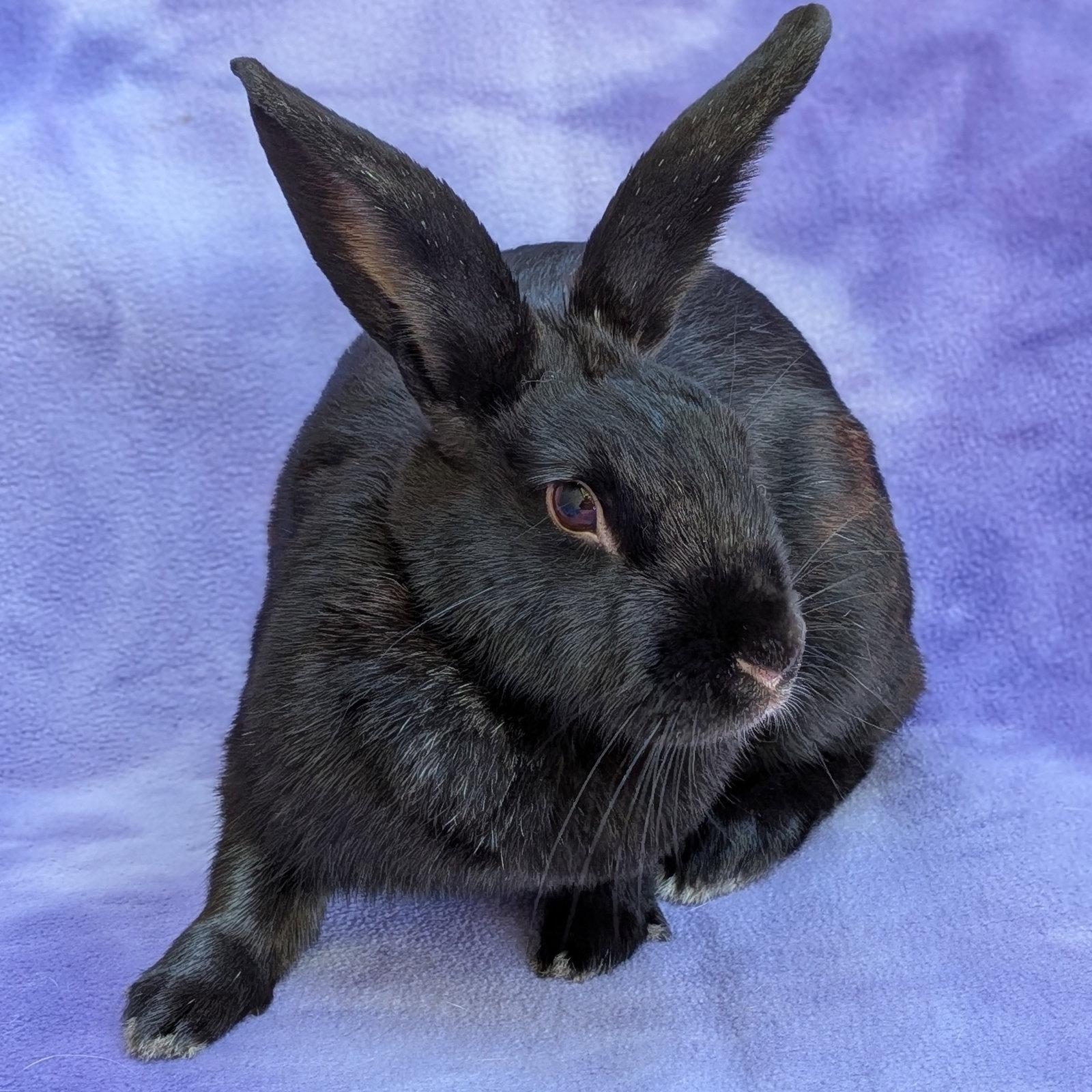 Enlarge Barda, a Adoptable American in Antioch, CA image 3/3