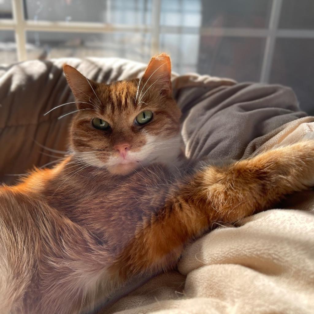 Enlarge Pumpkin, a Adoptable Domestic Short Hair in Walden, NY image 1/1