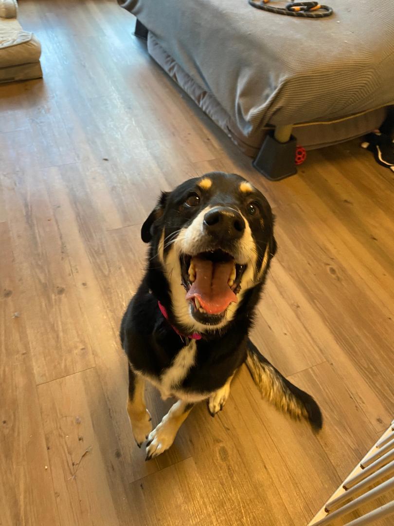 Zina , adopted, Adult Female German Shepherd Dog.