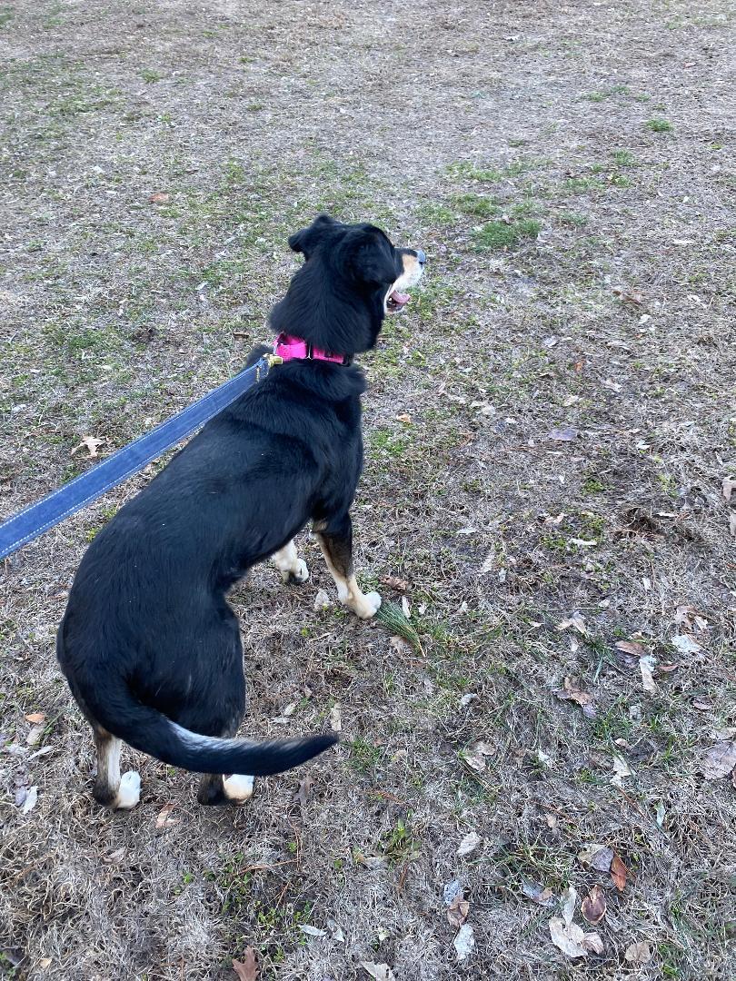 Enlarge Zina , an adopted mixed breed in New Milford, CT image 2/2