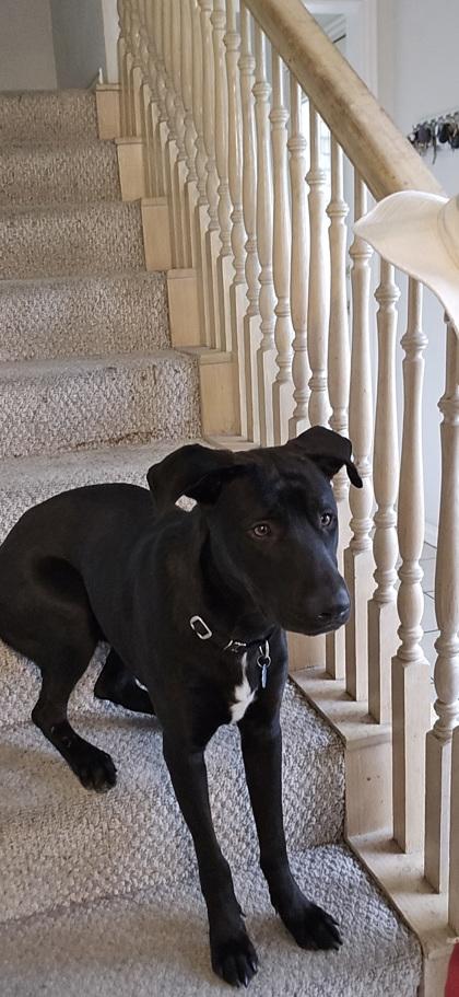 DOOLEY — thumbnail 2