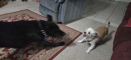 DOOLEY — thumbnail 5