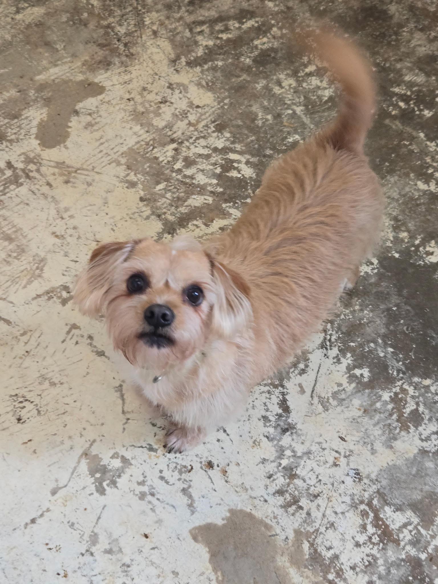 Cedric, Adoptable, Adult Male Yorkshire Terrier.