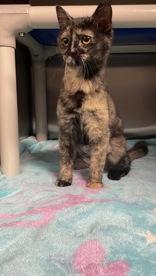 Enlarge Piper, an adopted mixed breed in Boerne, TX image 2/2