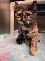 Piper, adopted, Young Female Domestic Short Hair.