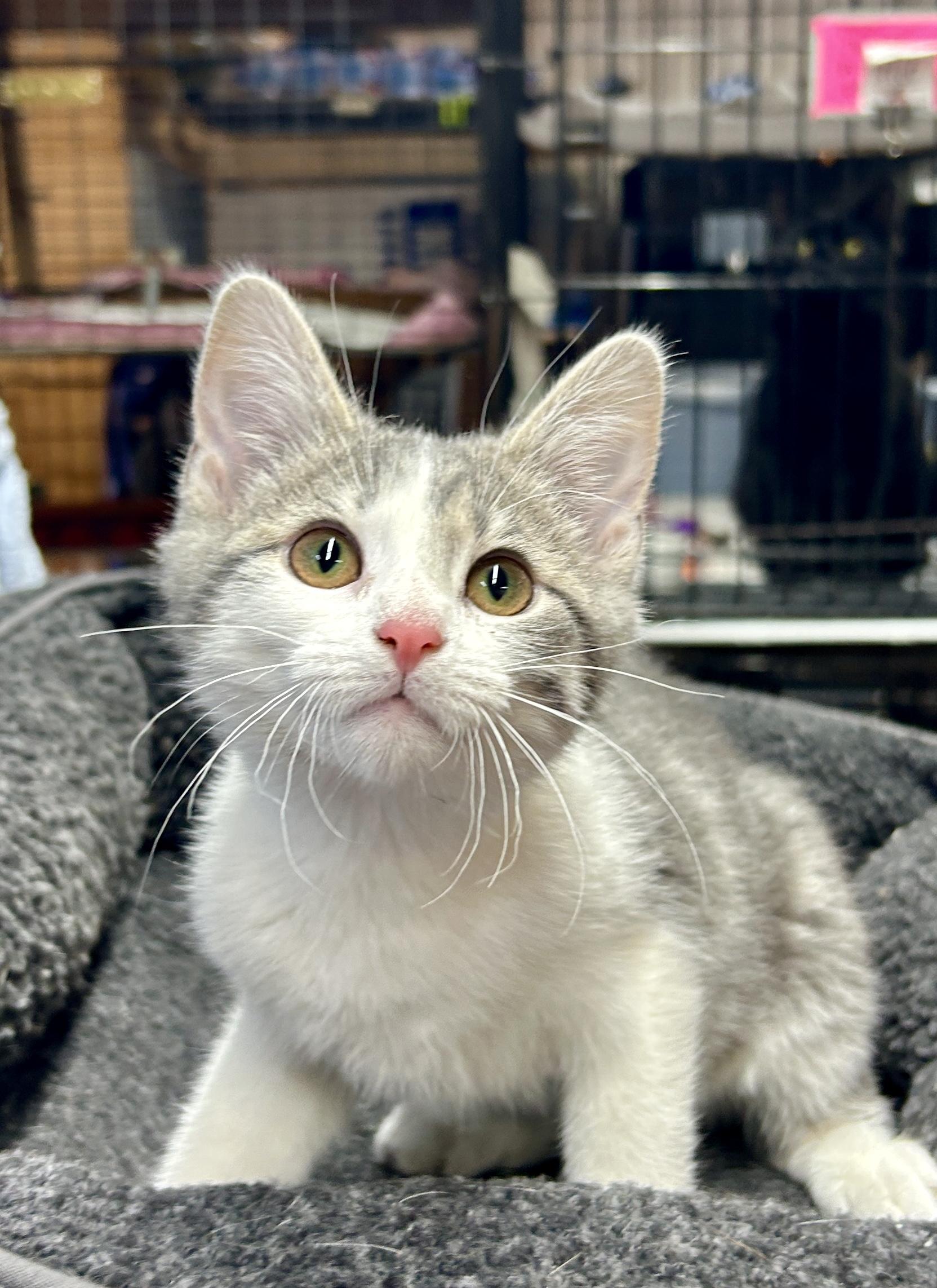 Enlarge Skyler, a ADOPTABLE Domestic Short Hair in Avon, OH image 3/4