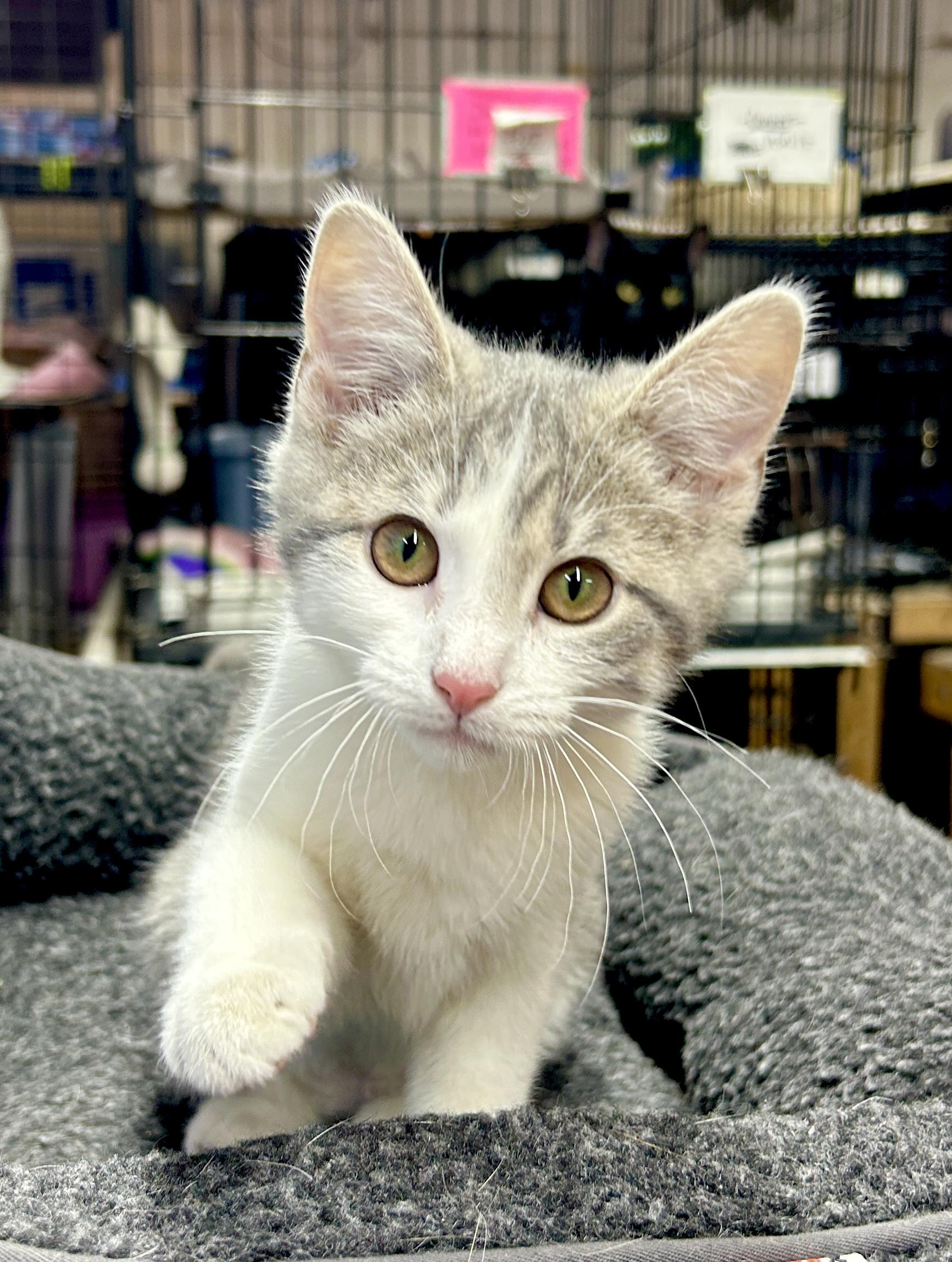 Skyler, ADOPTABLE, Kitten Female Domestic Short Hair.