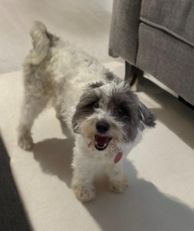 Beezly, Adult Male Shih Tzu