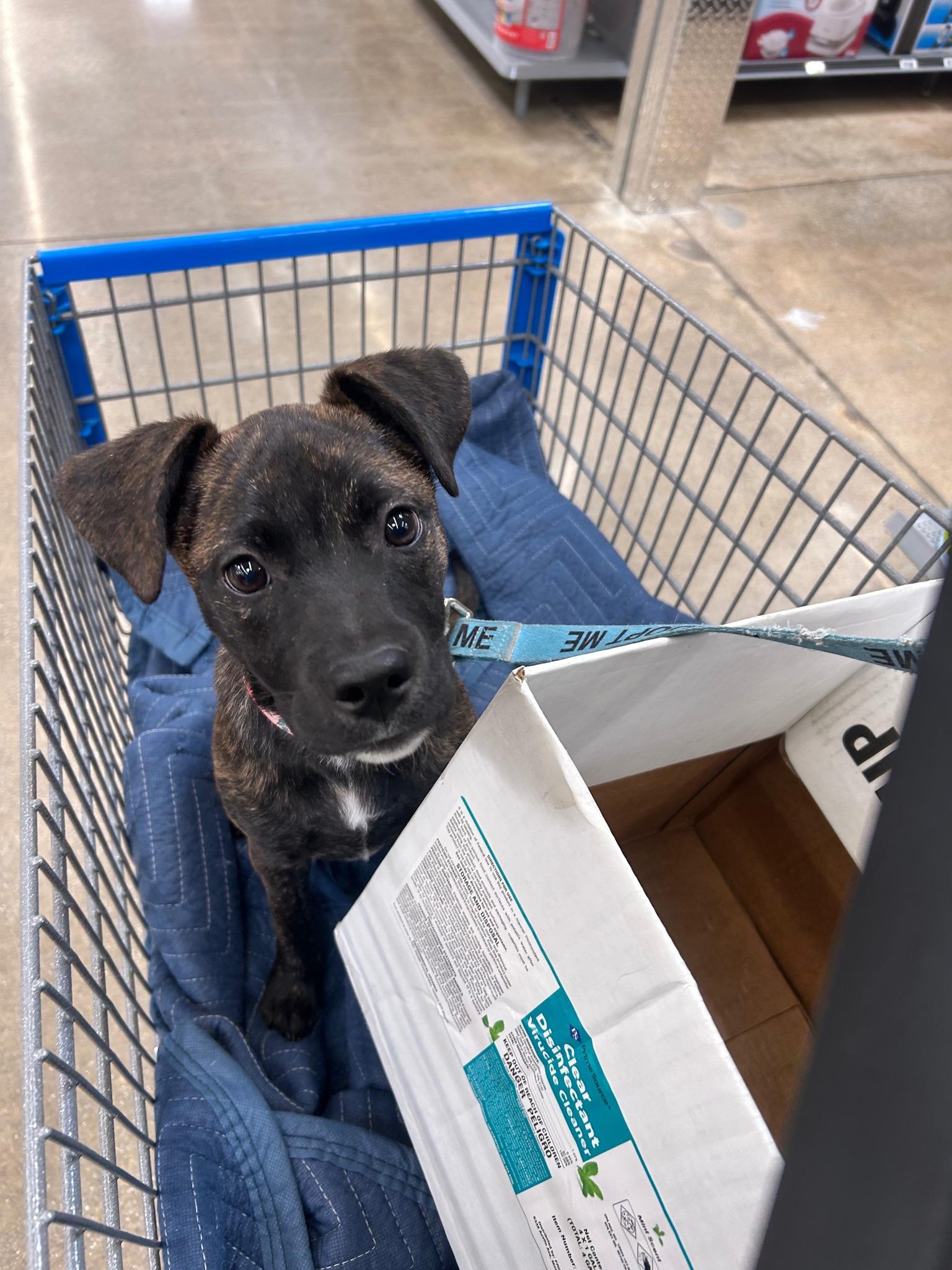 Kit Kat, adopted, Puppy Female Pit Bull Terrier.