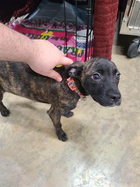 Enlarge Kit Kat, a ADOPTABLE mixed breed in Urbana, IL image 1/1