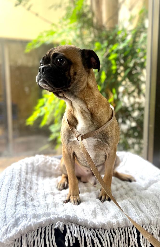 Pugs, a Adoptable mixed breed in Fort Worth, TX image 1/2