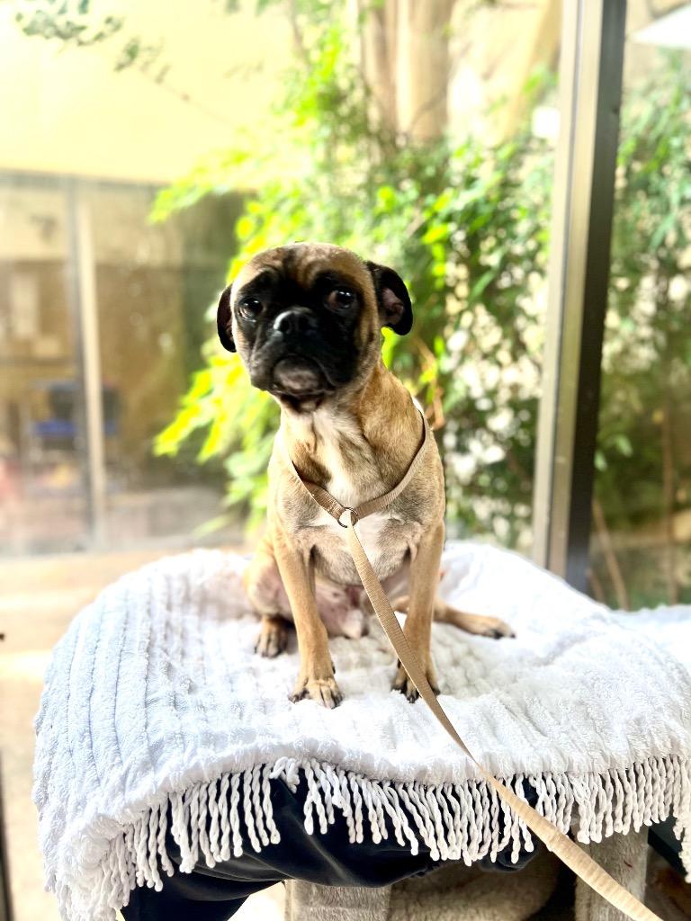 Pugs, a Adoptable mixed breed in Fort Worth, TX image 2/2