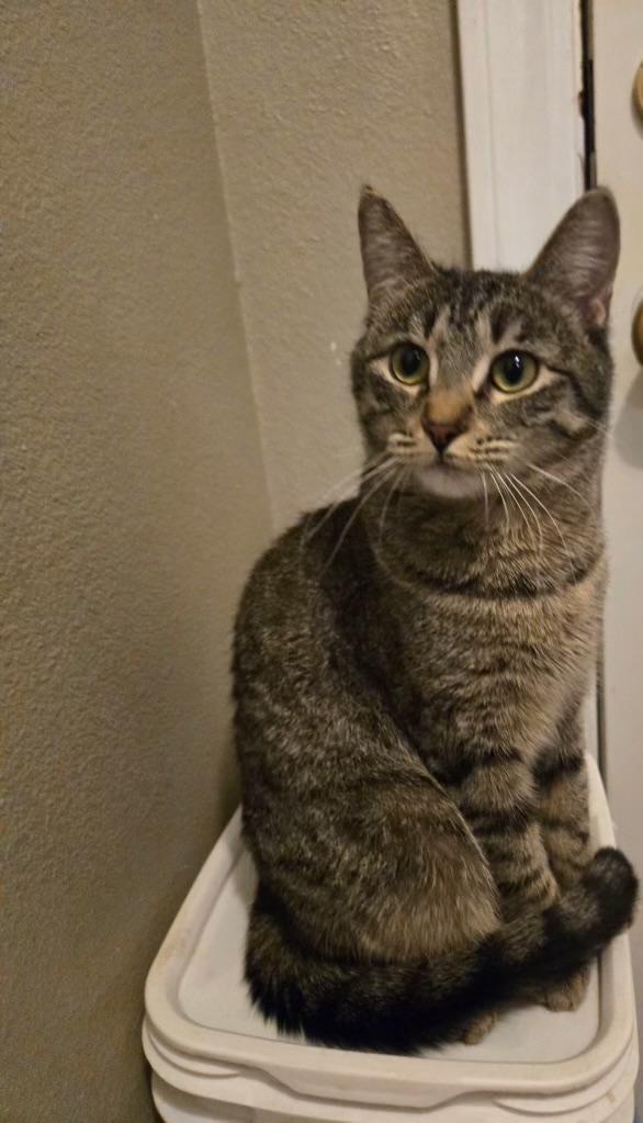 Enlarge Precious, an adopted Domestic Short Hair in Pocatello, ID image 3/4