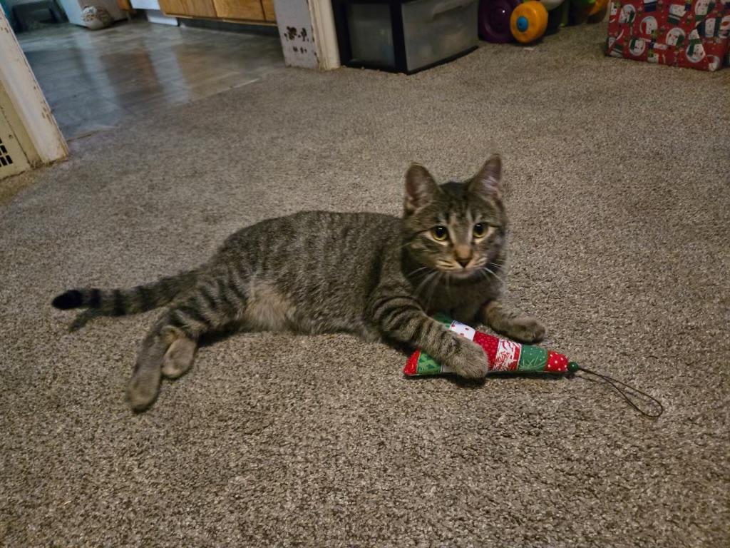 Precious, adopted, Young Female Domestic Short Hair.