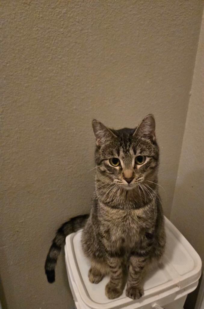 Enlarge Precious, an adopted Domestic Short Hair in Pocatello, ID image 4/4