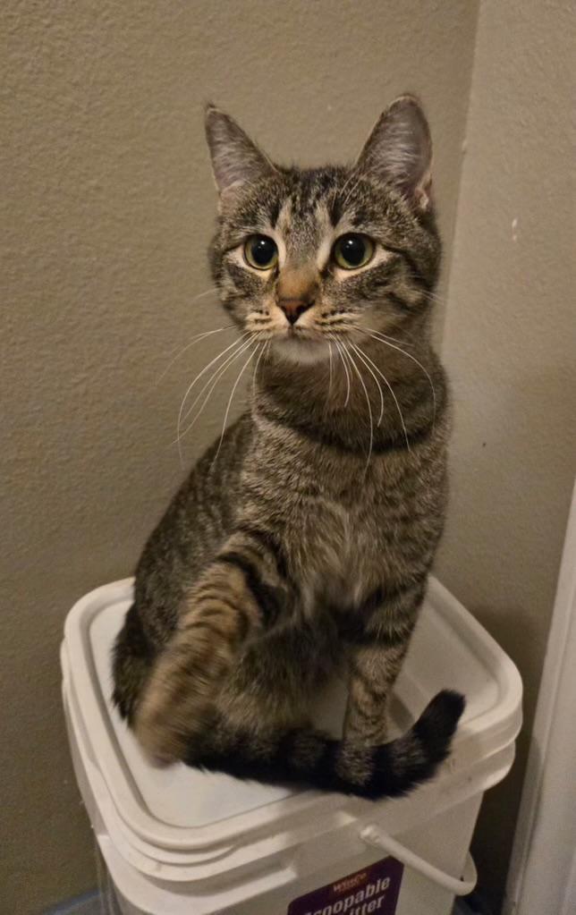 Enlarge Precious, an adopted Domestic Short Hair in Pocatello, ID image 2/4