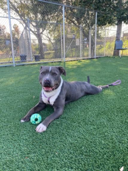JOANIE, Adoptable, Adult Female Pit Bull Terrier.