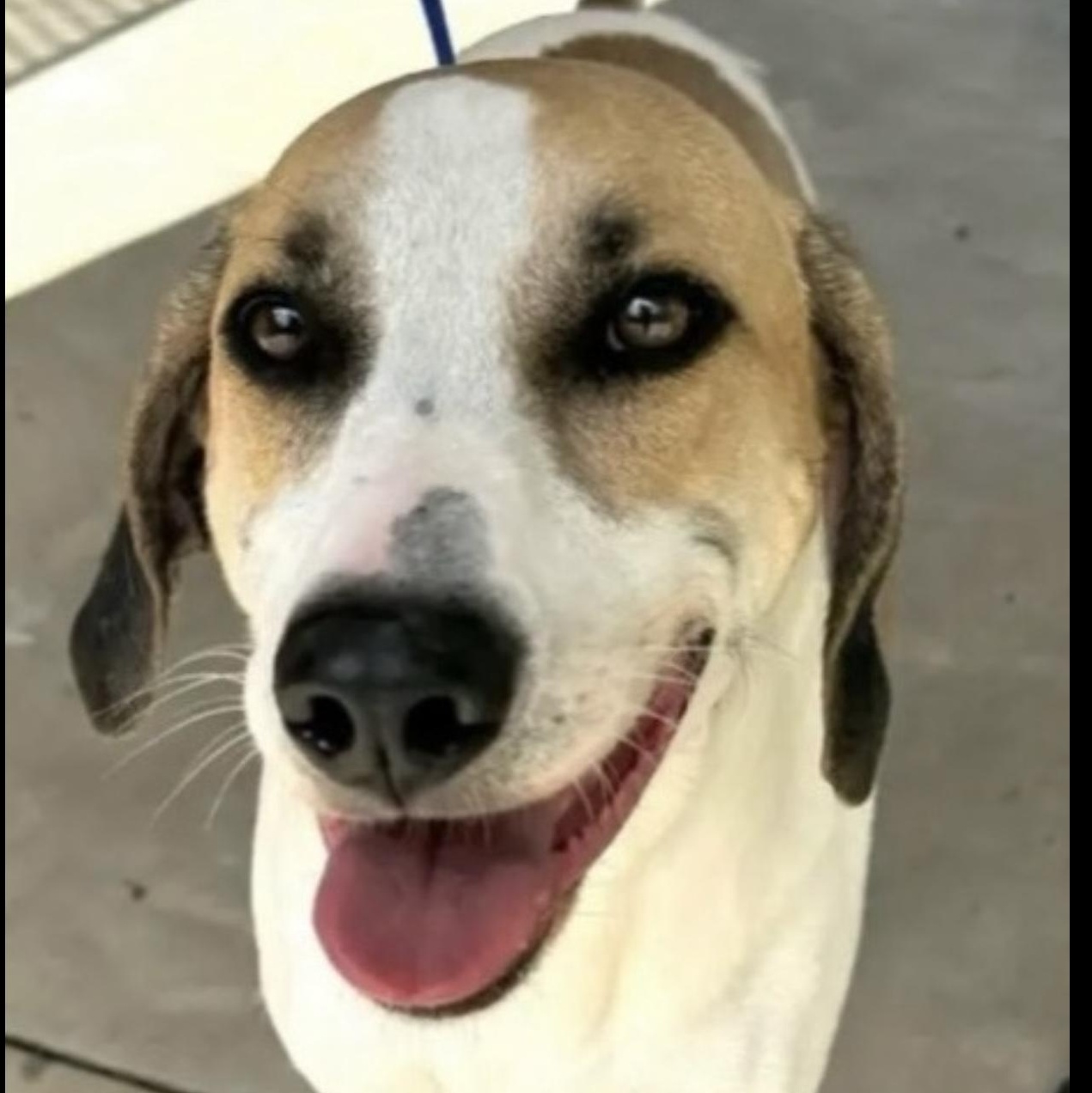 Lola, Adoptable, Adult Female Hound.