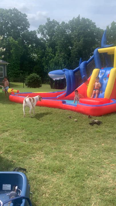 Enlarge Lola, a Adoptable Hound in Charlotte, NC video 3/6