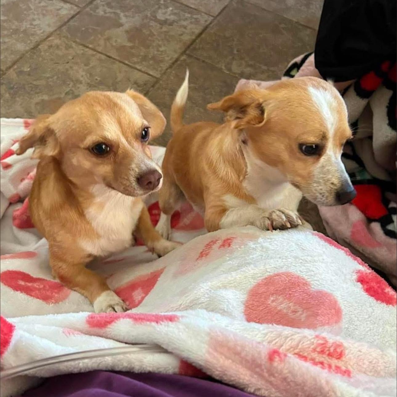 Enlarge 2150 Bean and Jack, an adopted Chiweenie in Springfield, MO image 1/4