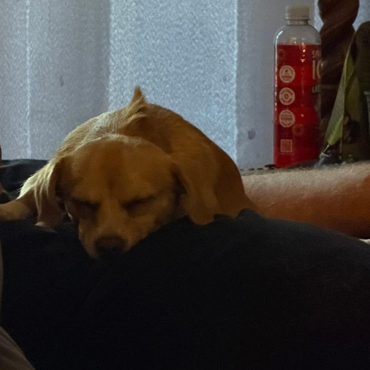 Enlarge 2150 Bean and Jack, an adopted Chiweenie in Springfield, MO image 2/4