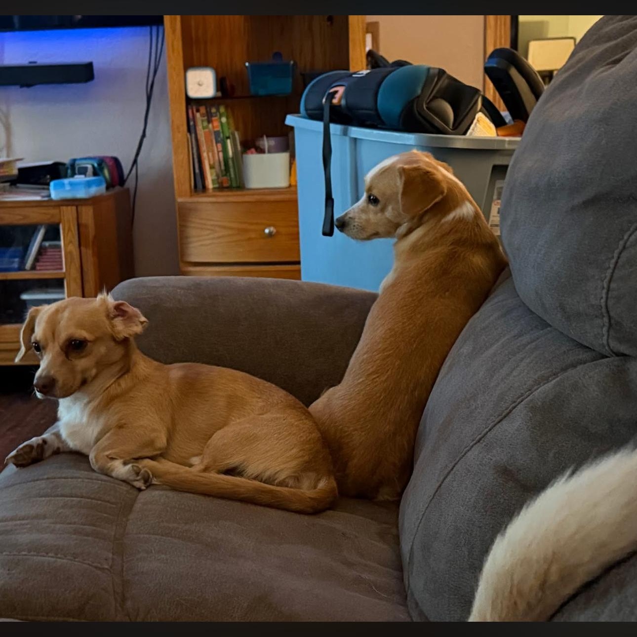 Enlarge 2150 Bean and Jack, an adopted Chiweenie in Springfield, MO image 3/4