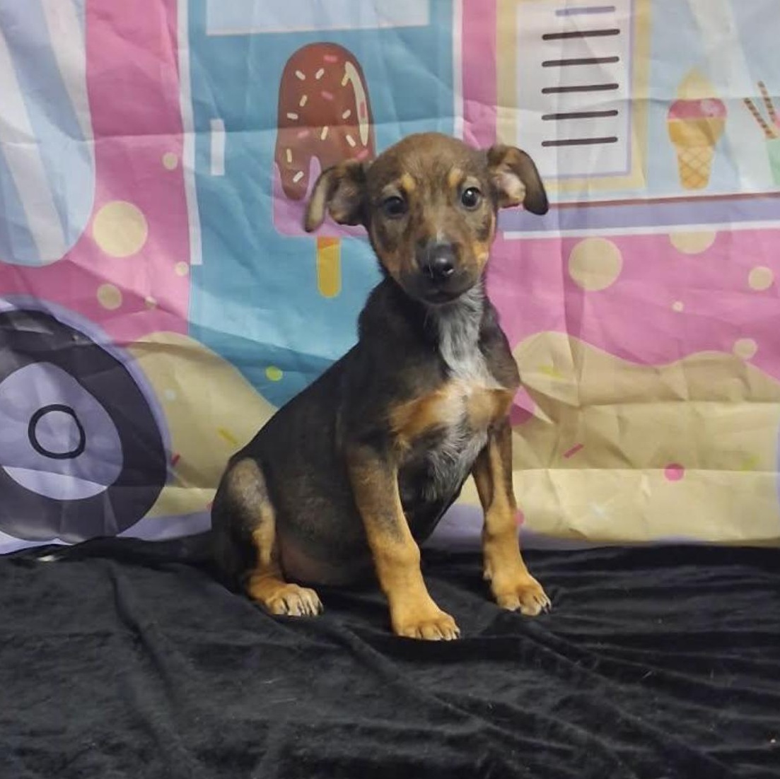 Enlarge Gracie, a Adoptable mixed breed in Medfield, MA image 1/3