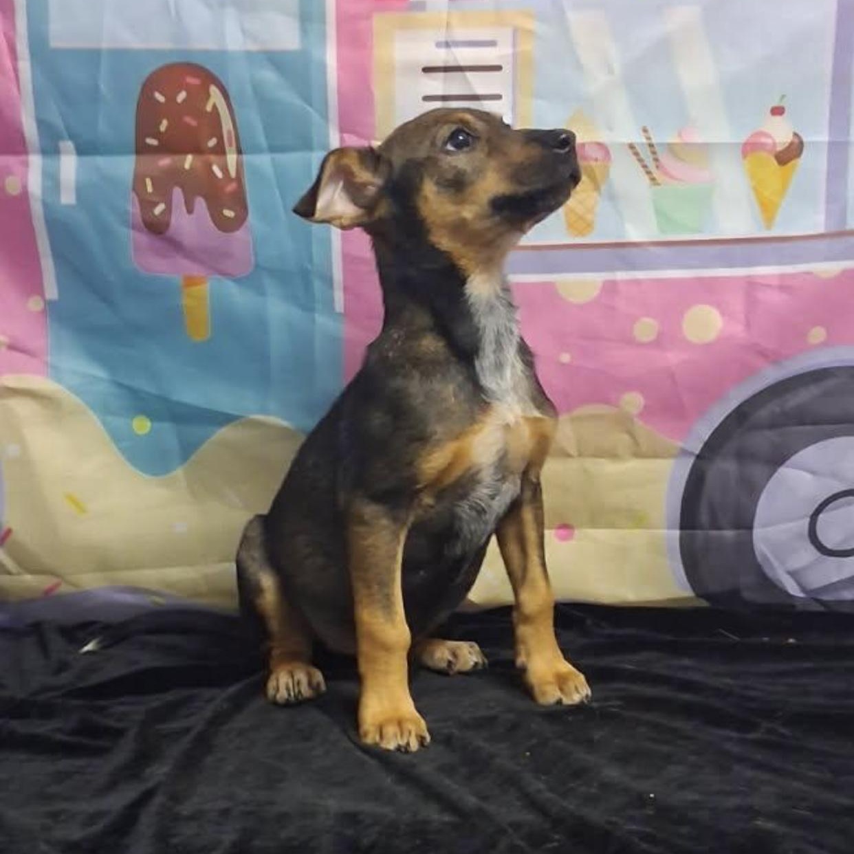 Enlarge Gracie, a Adoptable mixed breed in Medfield, MA image 2/3