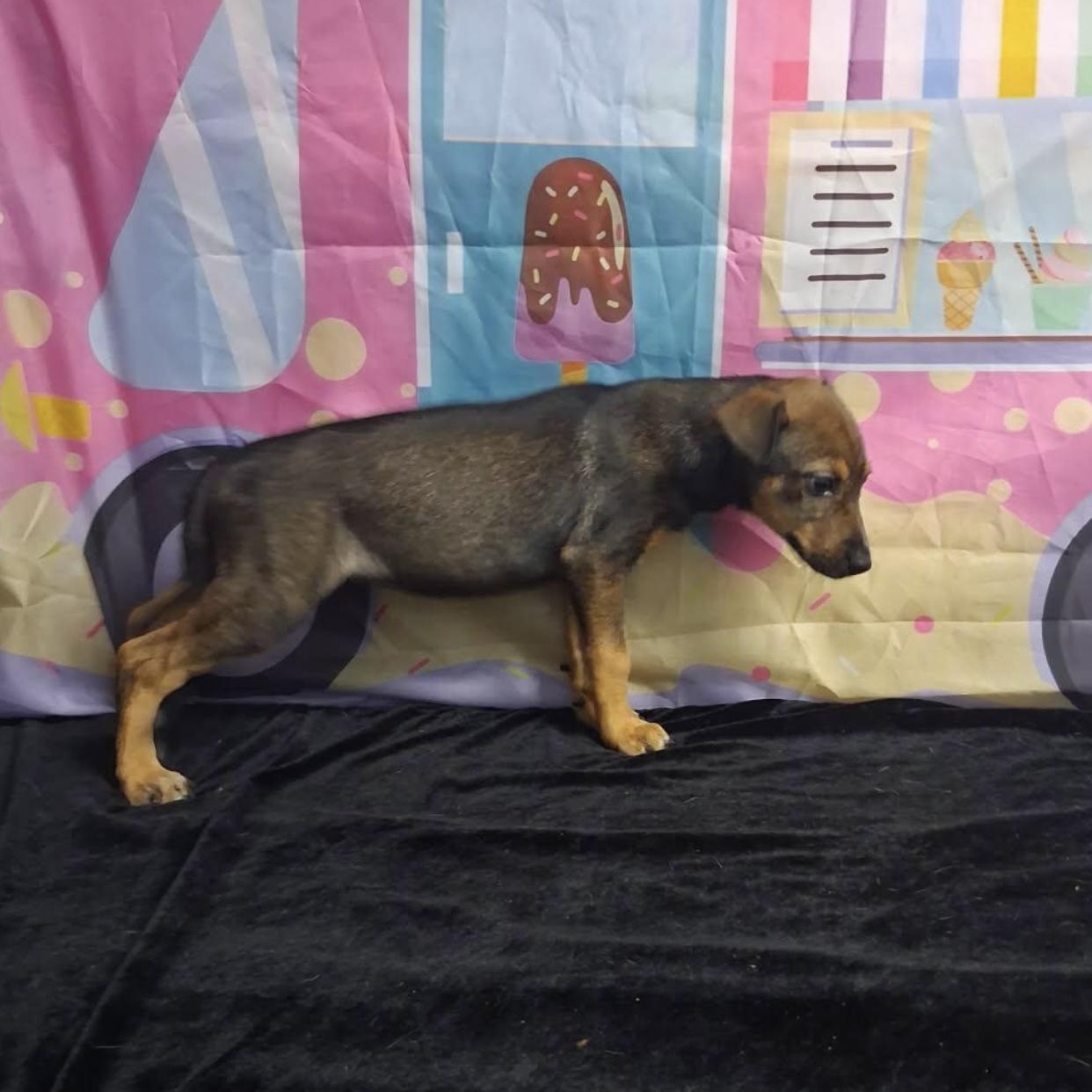 Enlarge Gracie, a Adoptable mixed breed in Medfield, MA image 3/3