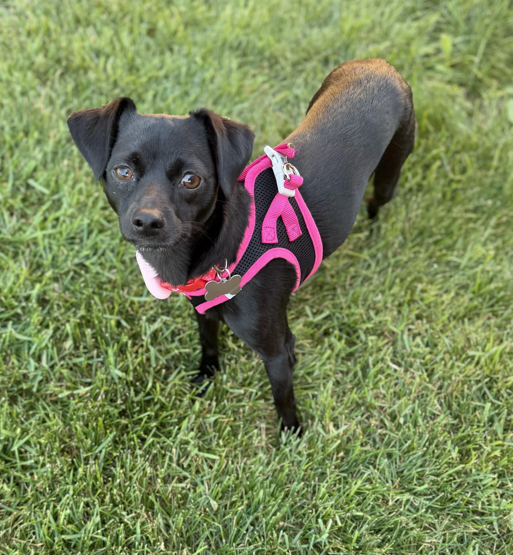 Black Beauty, adoptable, Young Female Chihuahua.