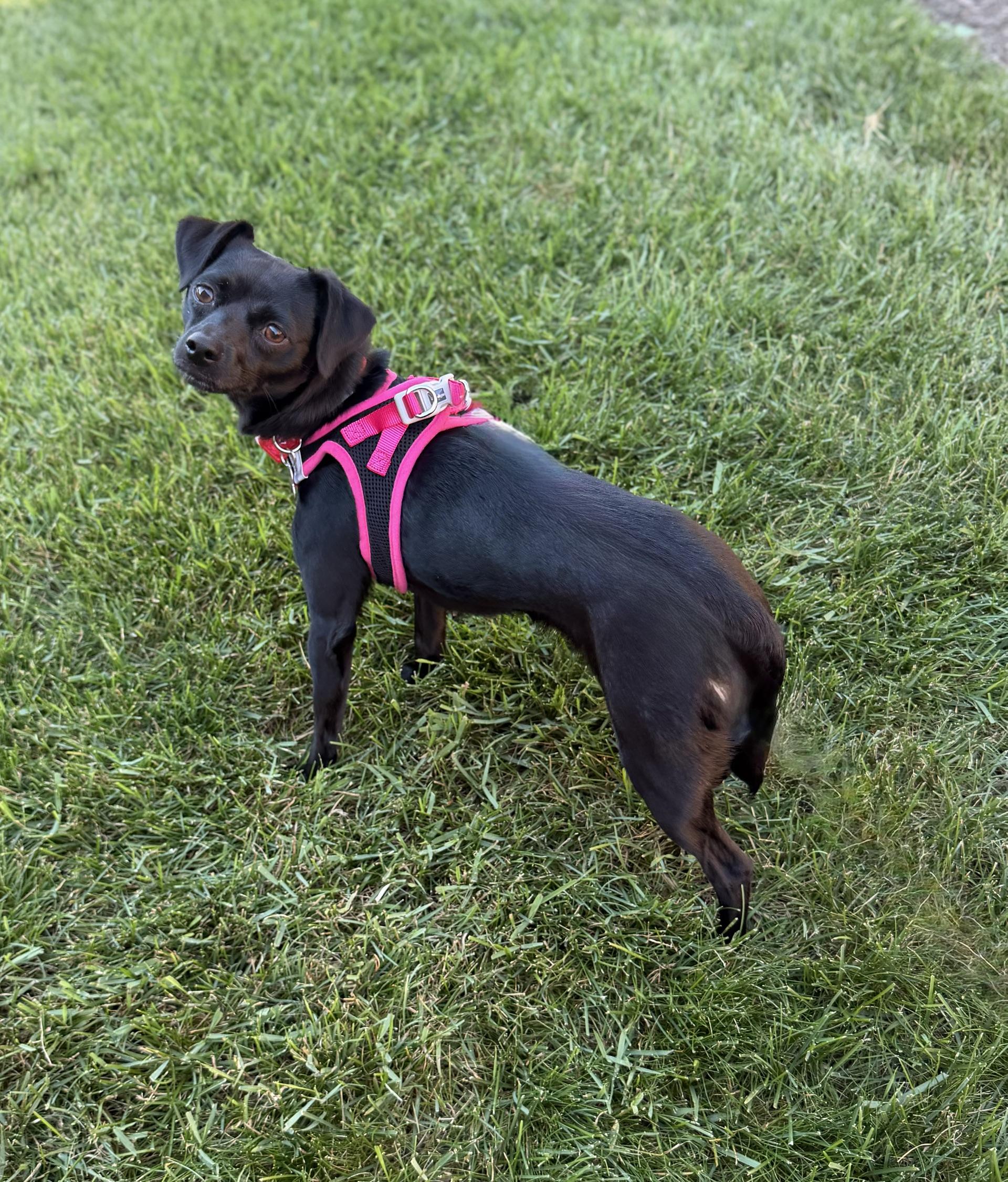 Enlarge Black Beauty, an adoptable mixed breed in Itasca, IL image 2/2