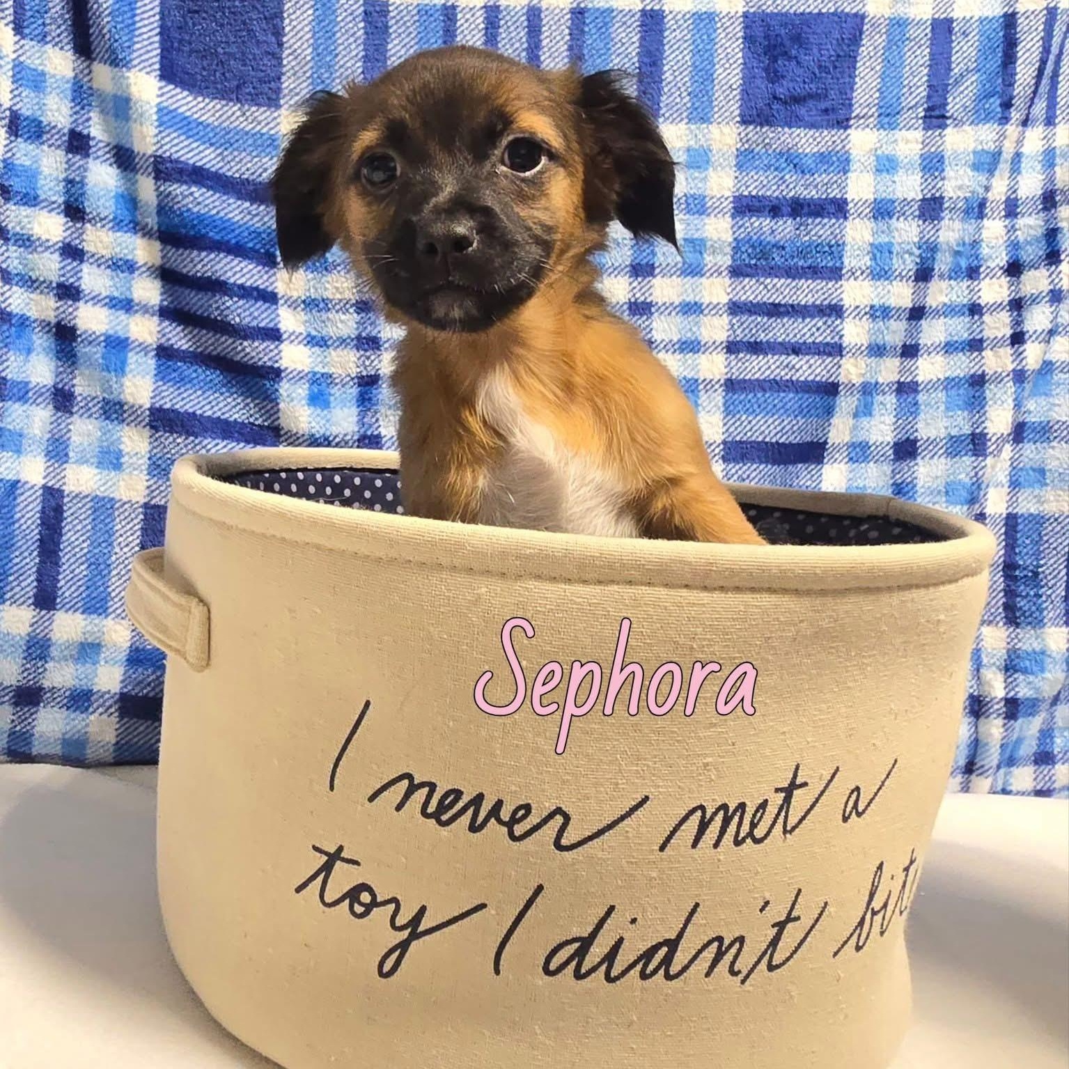 Sephora, ADOPTABLE, Puppy Female Mixed Breed.