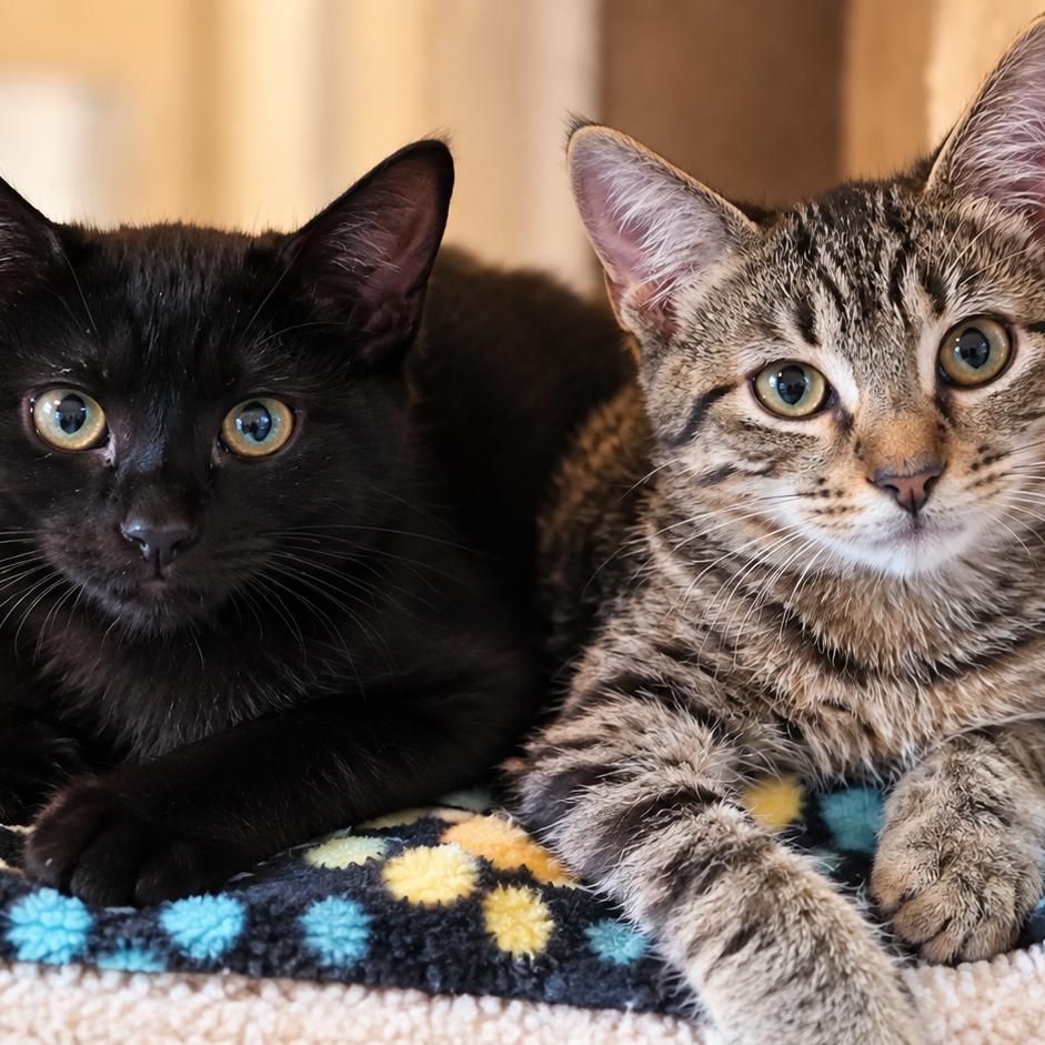 Enlarge Mornay, a Adoptable Domestic Short Hair in Salisbury, MA image 1/3