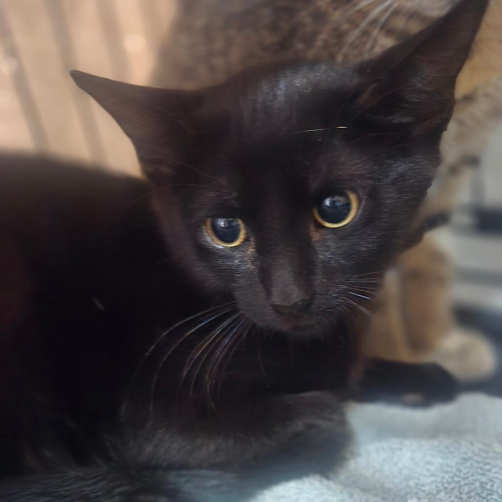 Enlarge Mornay, a Adoptable Domestic Short Hair in Salisbury, MA image 2/3