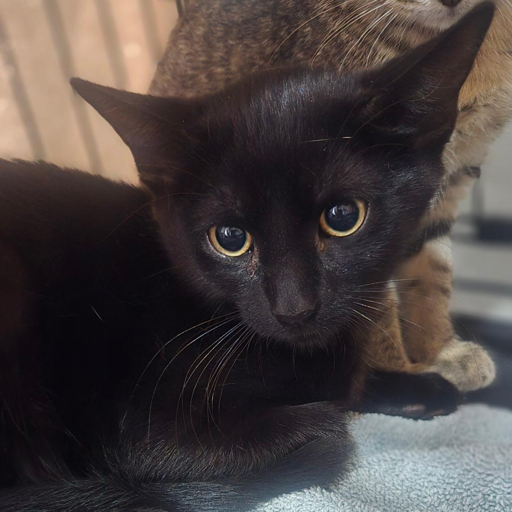 Enlarge Mornay, a Adoptable Domestic Short Hair in Salisbury, MA image 3/3