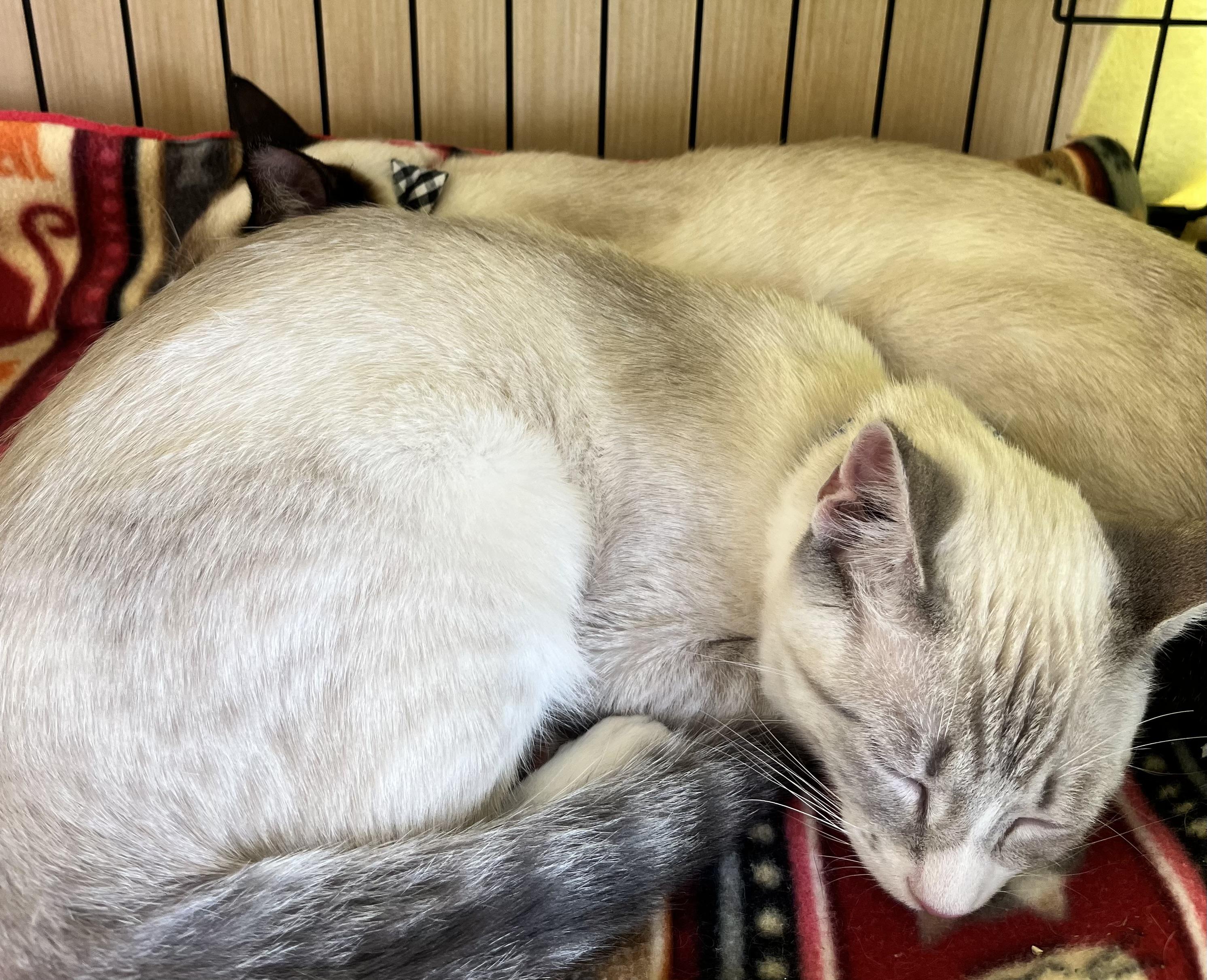 Enlarge Zephyr B., a Adoptable Siamese in Sacramento, CA image 1/1