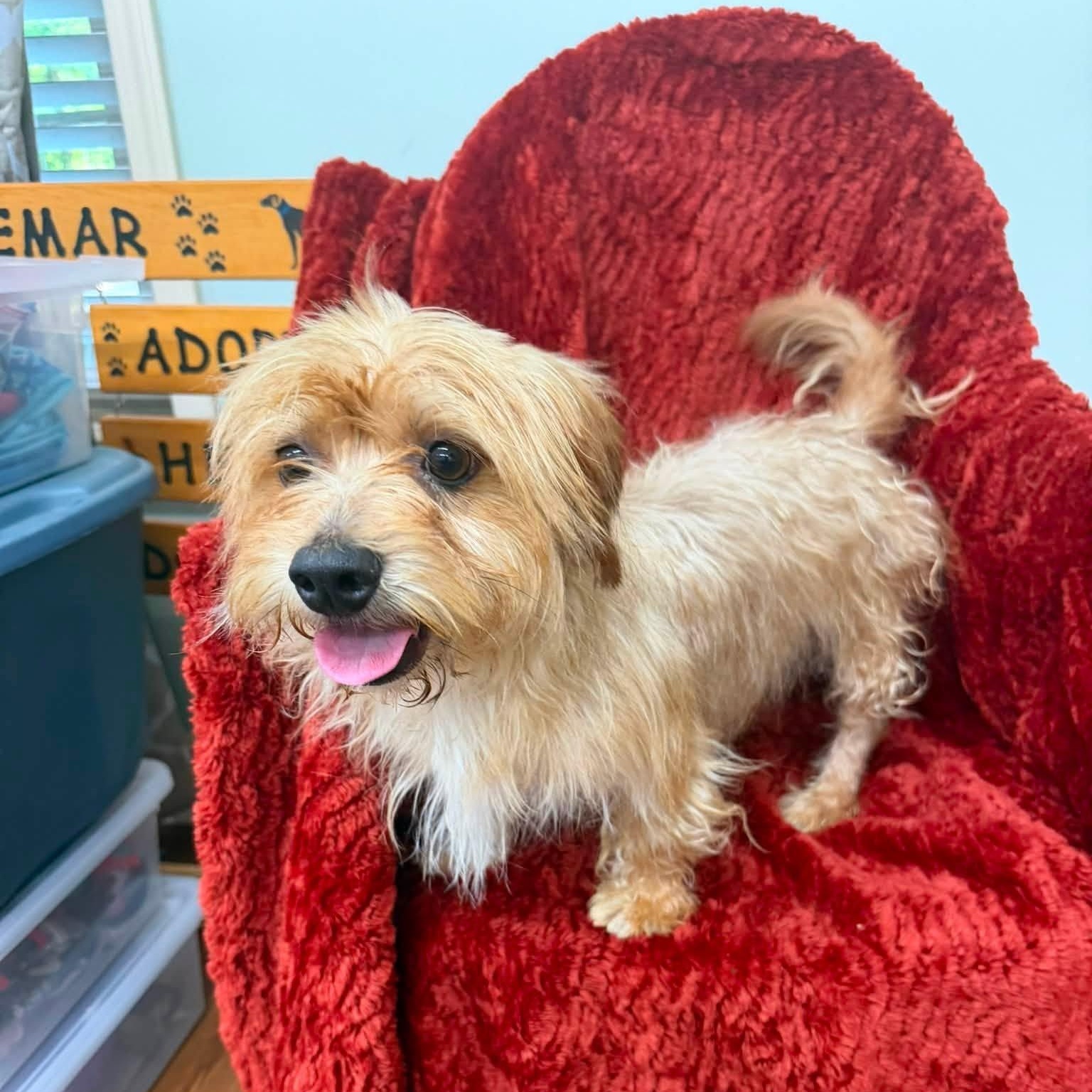 Cody, ADOPTABLE, Adult Male Terrier.
