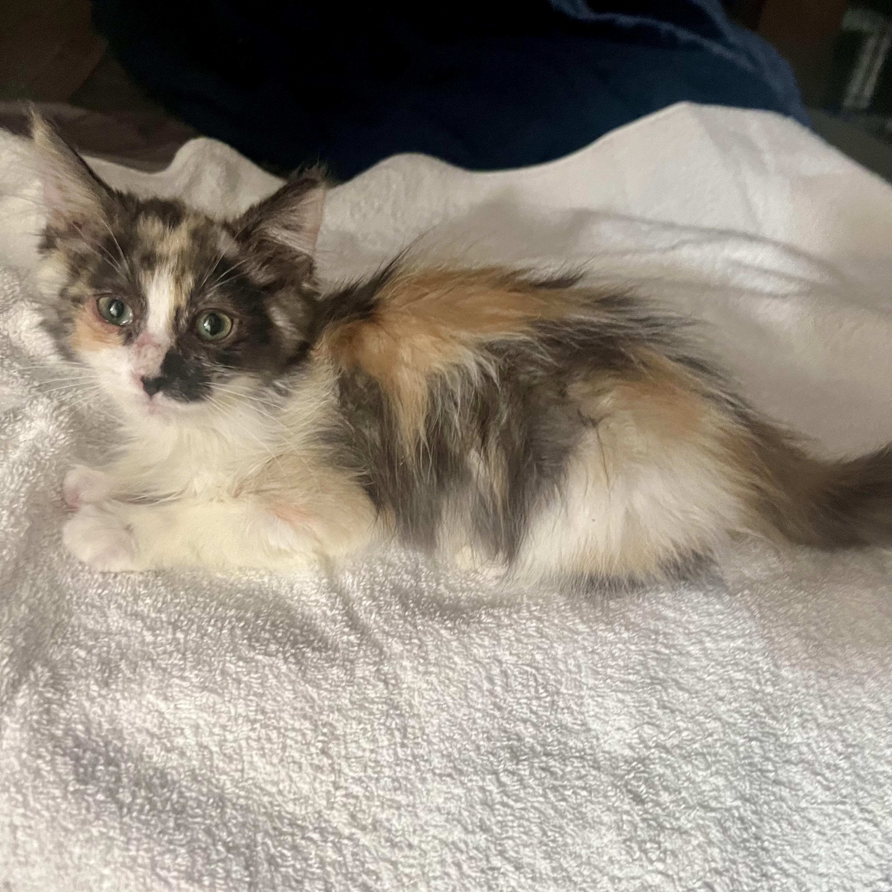 Fluffy Calico Beauty