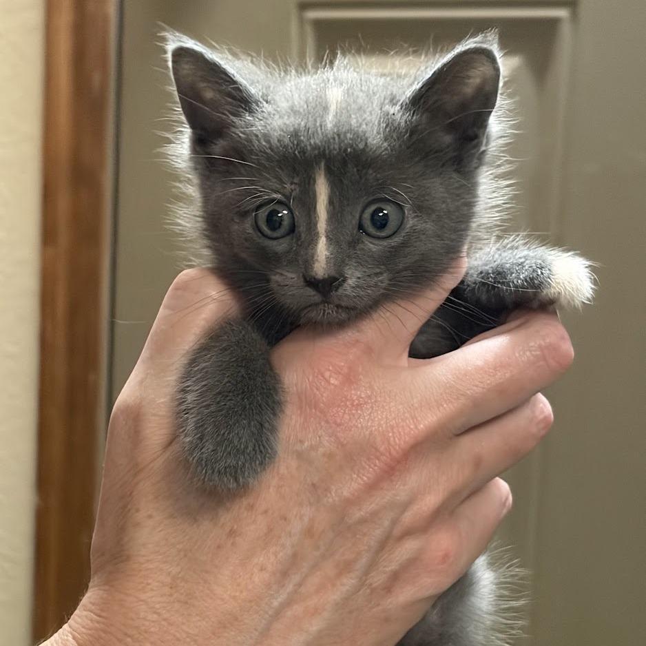 Cleo F-21613, Adoptable, Kitten Female Domestic Short Hair.