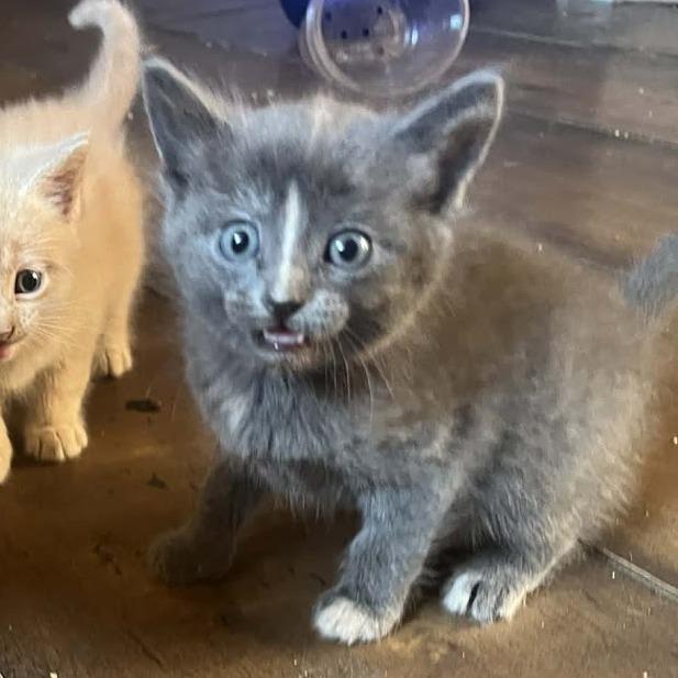 Enlarge Cleo F-21613, a Adoptable Domestic Short Hair in Oklahoma City, OK image 2/3