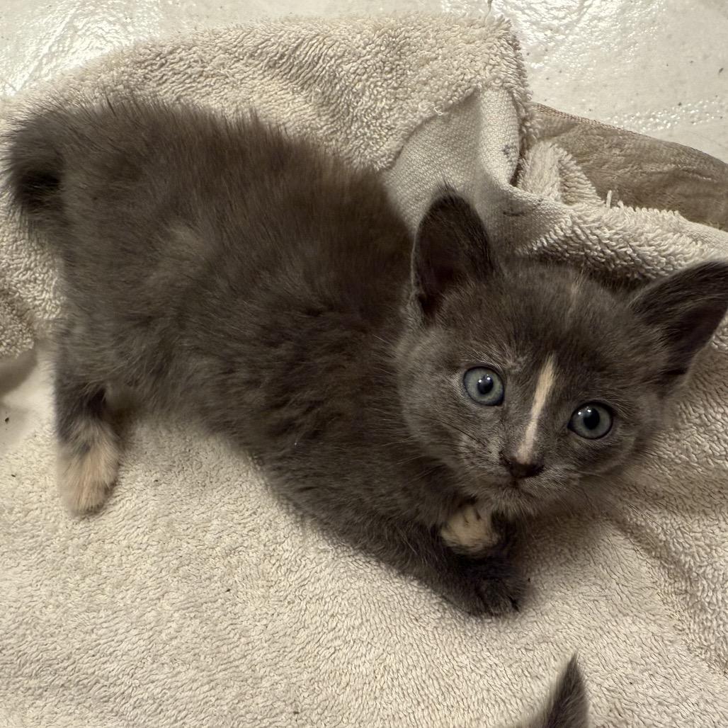 Enlarge Cleo F-21613, a Adoptable Domestic Short Hair in Oklahoma City, OK image 3/3