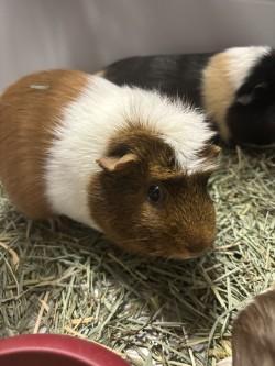Hazel, Adoptable, Adult Female Guinea Pig & Guinea Pig.
