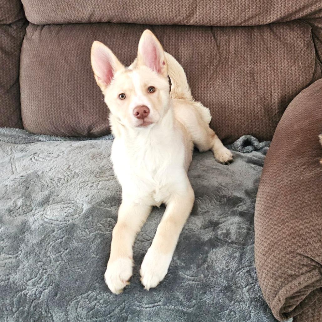 Snowball — thumbnail 2