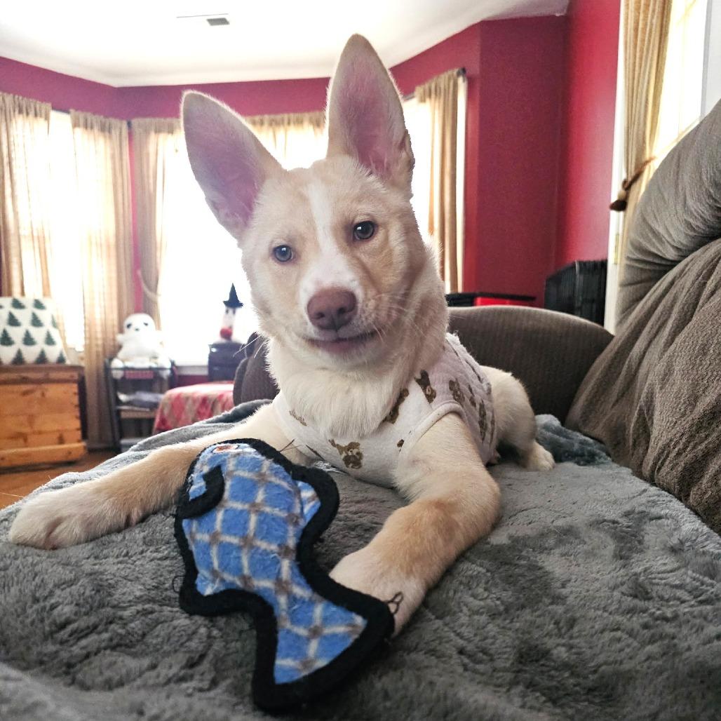 Snowball — thumbnail 5