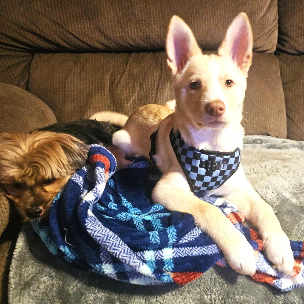 Snowball — thumbnail 6