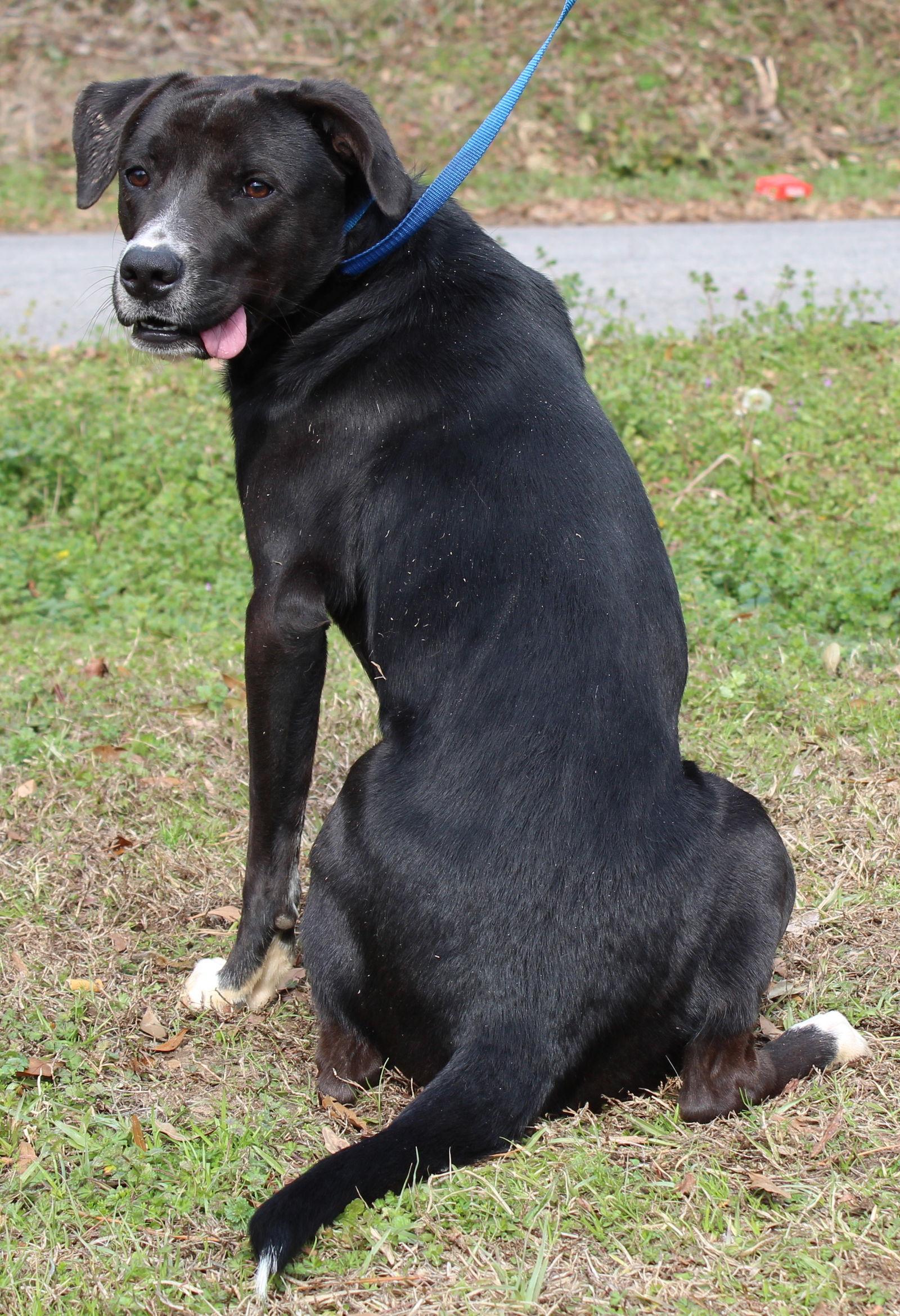 Bailey 43039, Adopted, Young Male Labrador Retriever.